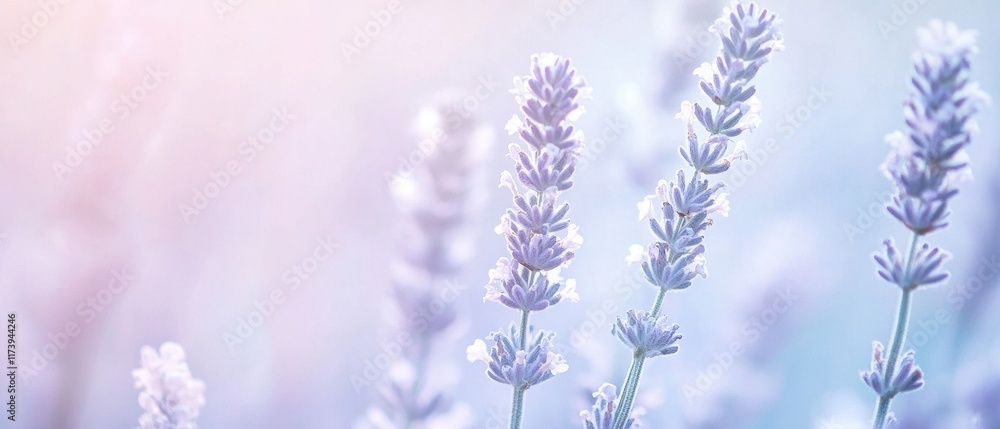 Soft Lavender Blooms with Gentle Light in a Serene Background Soft Lavender Blooms with Gentle Light in a Serene Background