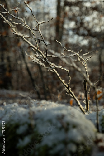 Branch in a snowy forest