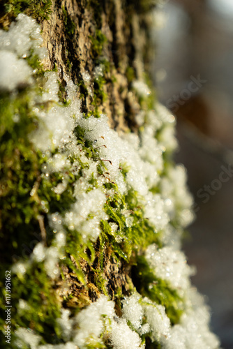 Mossy Tree with Snow Closeup
