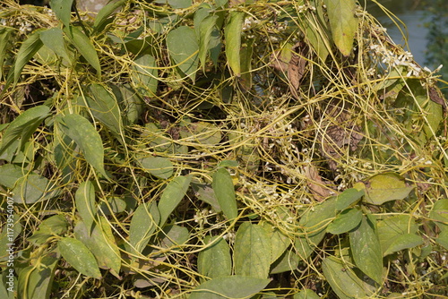 Cuscuta Reflexa, the creeper plants with its tiny flowers  photo