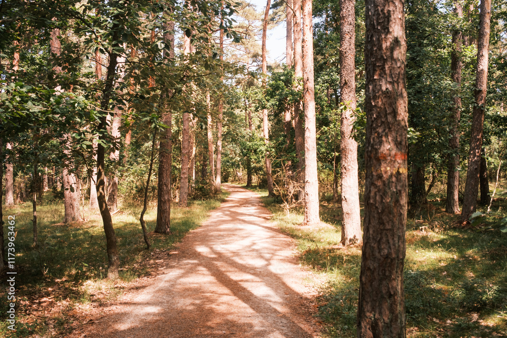 Fototapeta premium Wanderweg durch Trollskogen mit geschwungenen Kiefern