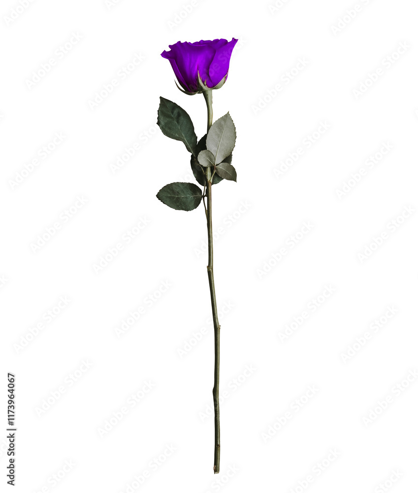 Purple rose isolated without background Purple rose isolated without background
