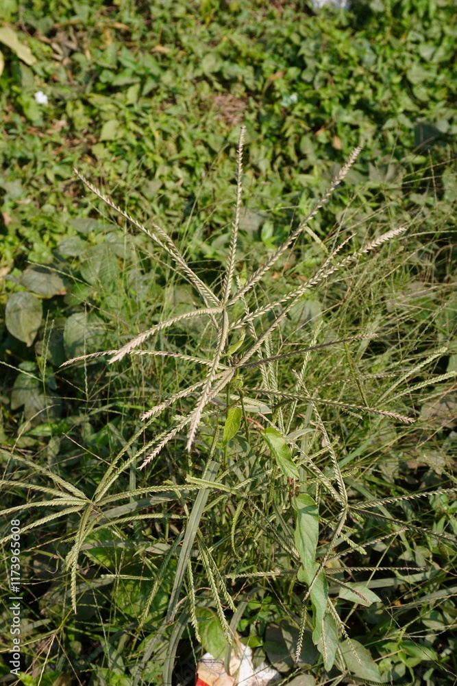 Digitaria ciliaris in close up Digitaria ciliaris in close up