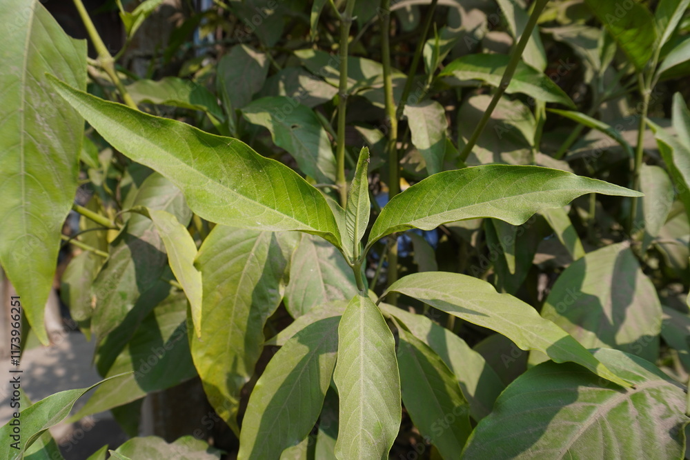 Malabar nut the medicinal plant leaves in close up Malabar nut the medicinal plant leaves in close up