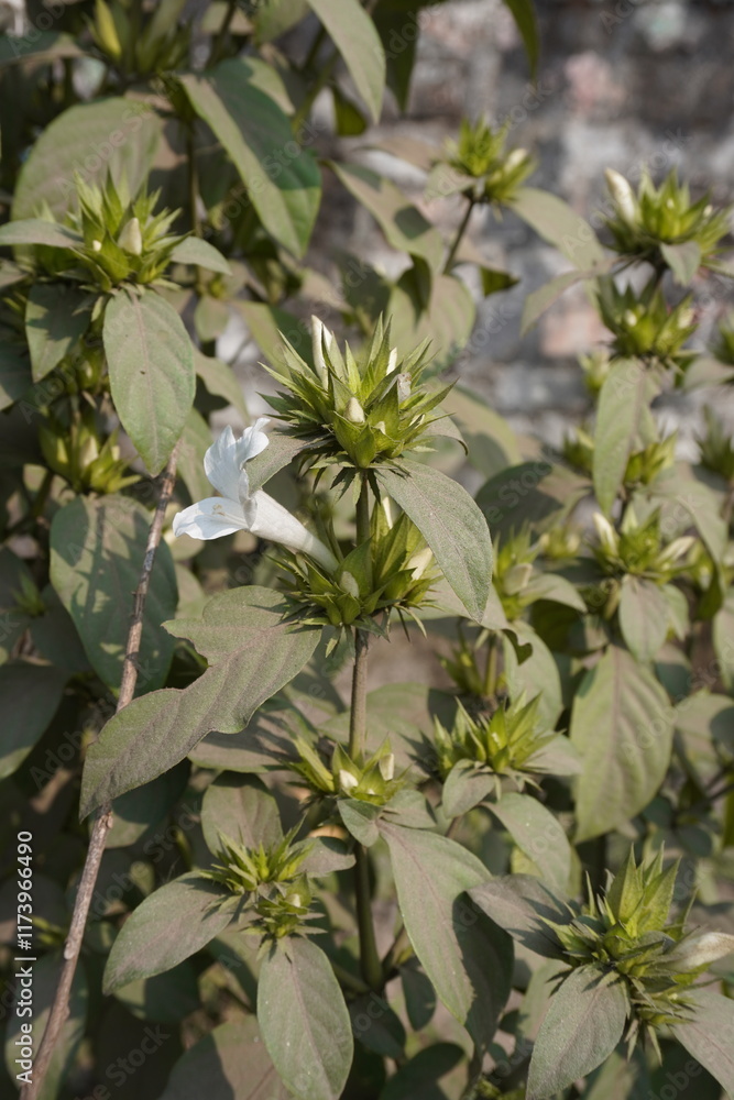Barleria cristata flowers with flower buds and leaves Barleria cristata flowers with flower buds and leaves
