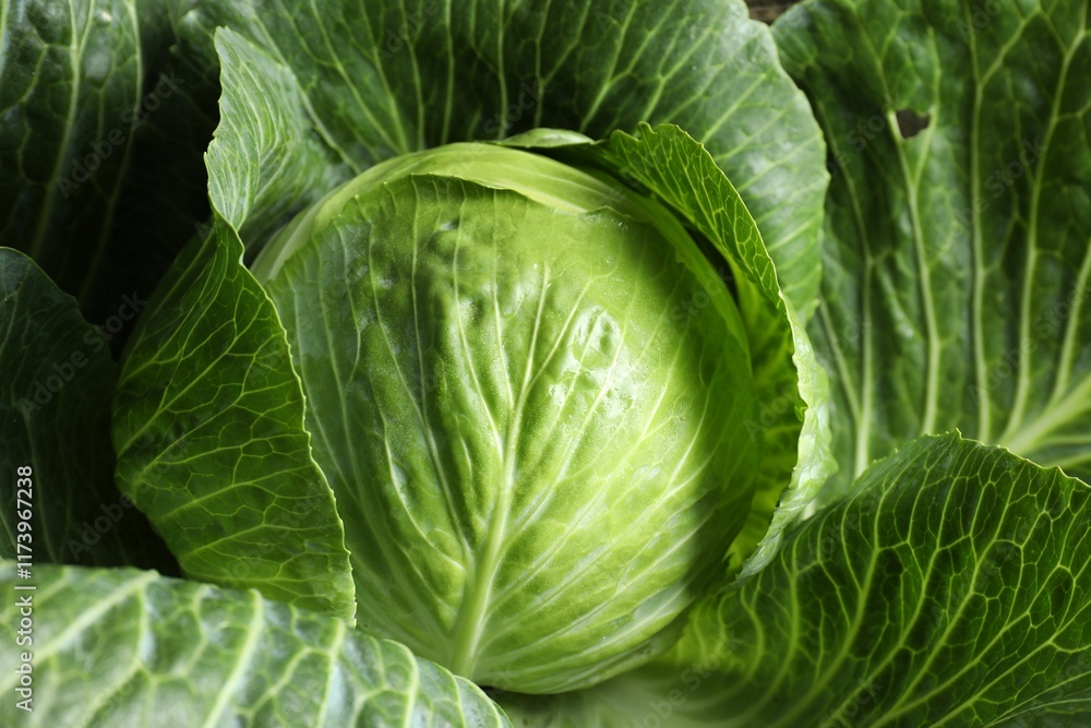 Obraz premium One ripe head of cabbage as background, closeup