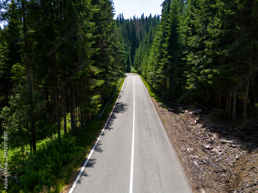 Naklejka premium Winding road trough dense pine forest. Aerial drone view, top down