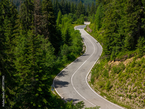 Winding road trough dense pine forest. Aerial drone view, top down