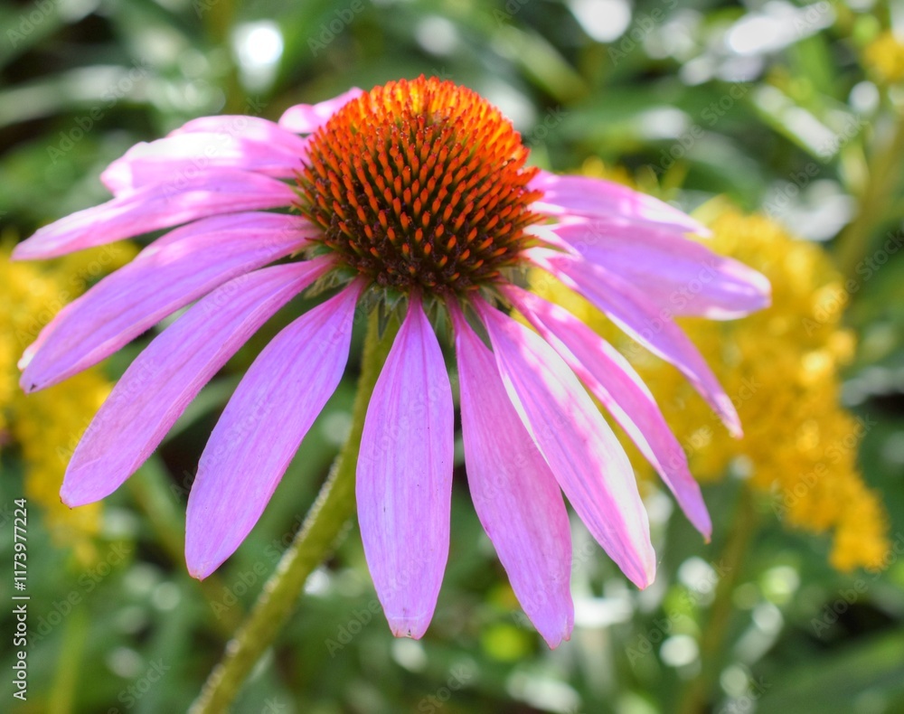 Purple Conelower Echinacea Purpurea Flower. Purple Conelower Echinacea Purpurea Flower.