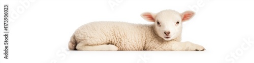 A baby lamb laying on its back on a white background. The lamb is looking at the camera