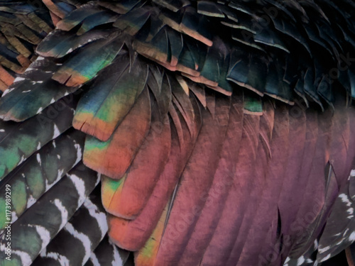 Obraz na płótnie Plumaje de Meleagris ocellata en Calakmul, Campeche, México w salonie