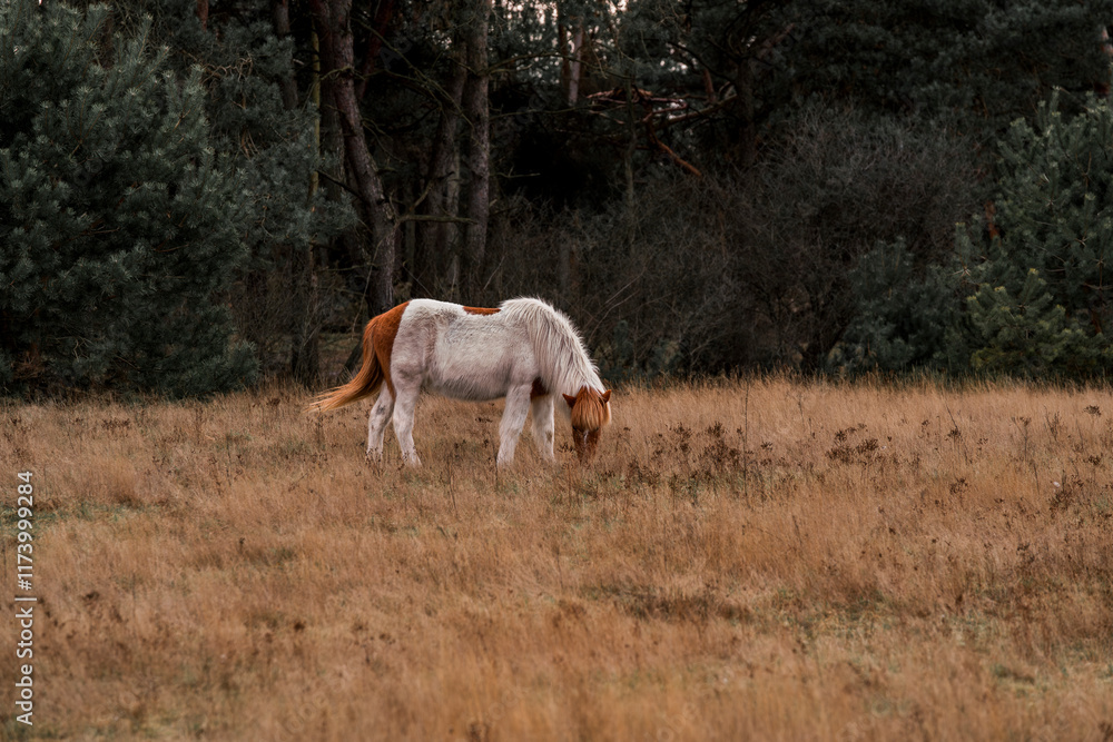 icelandic horse in nature area forest icelandic horse in nature area forest