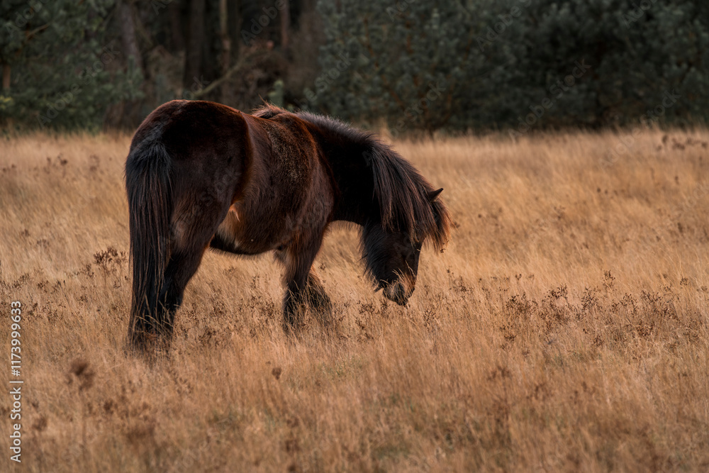 Fototapeta premium icelandic horse in nature area forest 