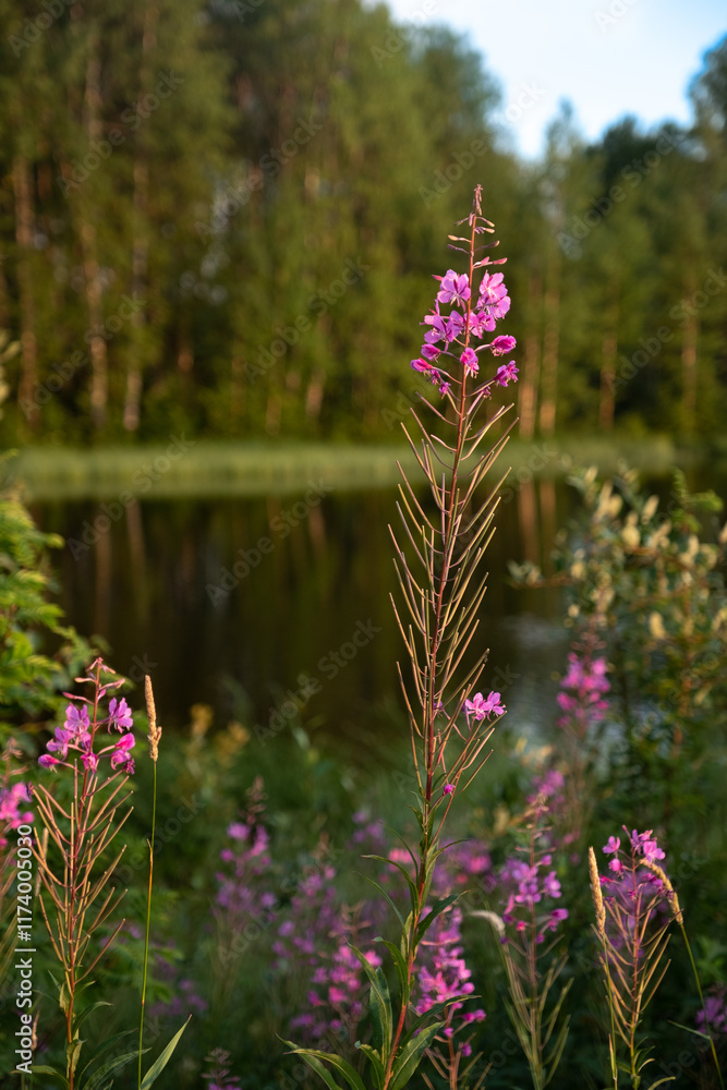 Obraz premium Fireweed in evening light on the riverbank