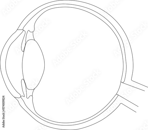 Scheme of structure of human eye medical vector illustration. Educational material. On a large background with a black line.