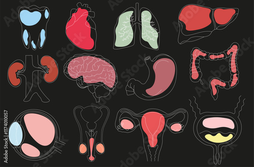 Set of vector icons related to human organs, pixel accurate, with the ability to edit strokes and scale on a black background with bright spots.