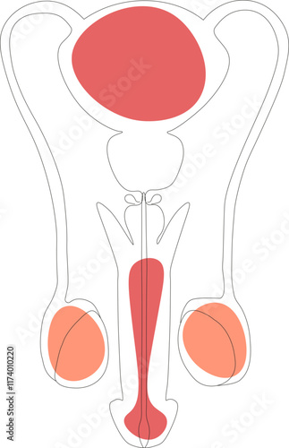 Human anatomy. Male reproductive system, male reproductive organs. Scheme of the location of the penis organs. Vector illustration.