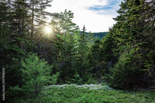 Lush green summer forest at sunset in Acadia National Park, Mount Desert Island Maine, USA 