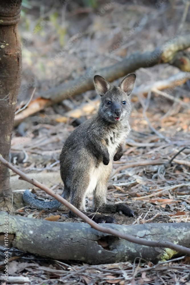 Obraz premium Bennett's wallaby joey with mouth open 