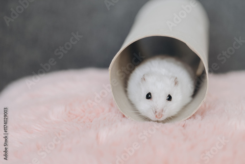 White jungarian hamster playing inside cardboard tube on pink fur photo