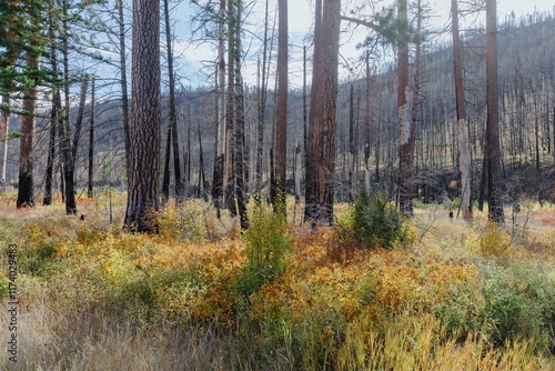 Burnt forest floor in autumn. Nature's resilience after a wildfire. Colorful undergrowth. , Lolo, Montana, USA. photo