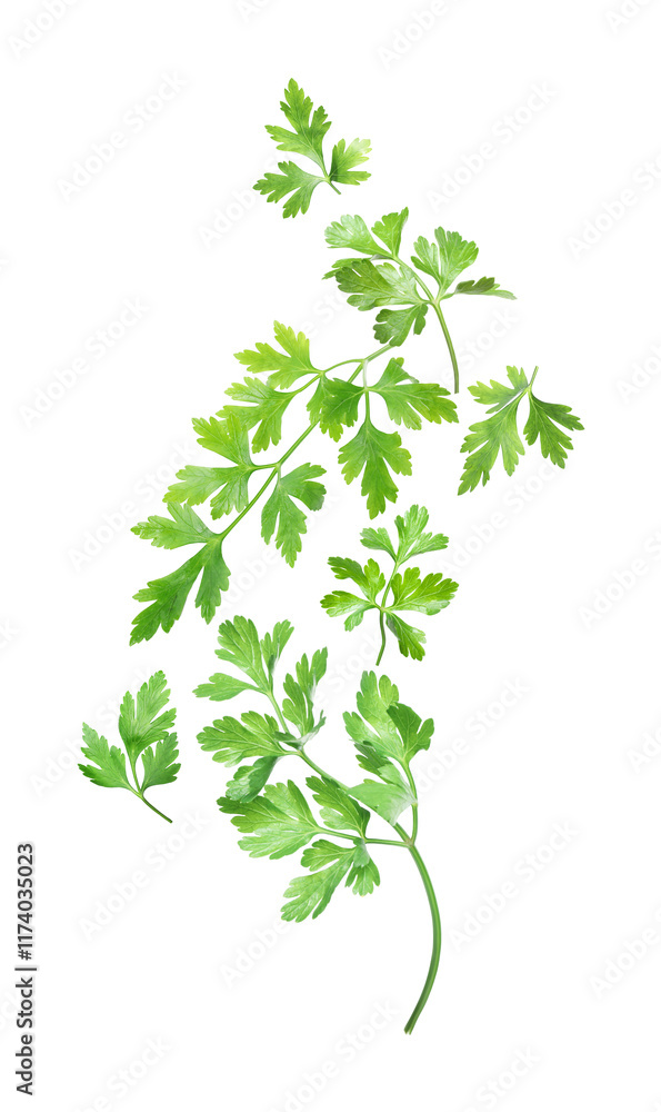 Green parsley leaves falling on white background Green parsley leaves falling on white background