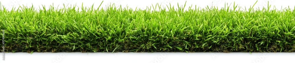 Field of soft grass captured in a close-up perspective view Field of soft grass captured in a close-up perspective view