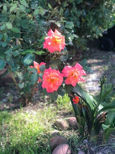 Wallpaper Mural Rosas 🌹  Torontodigital.ca