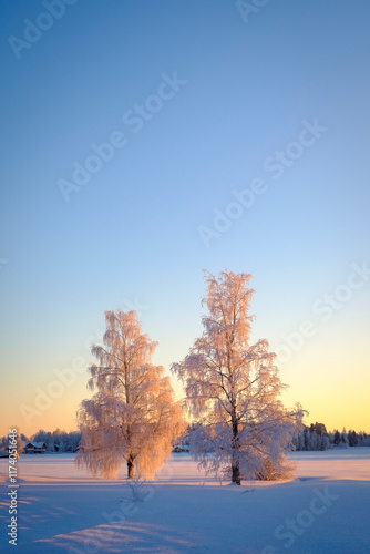 winter landscape with trees