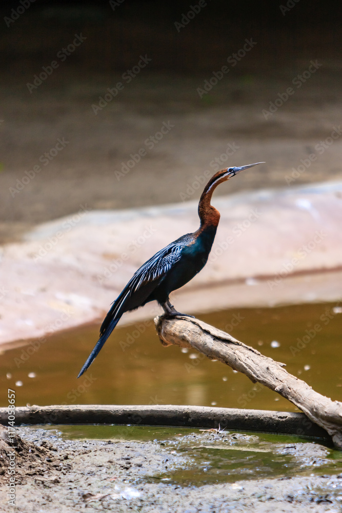 Fototapeta premium A bird is standing on a log in a pond