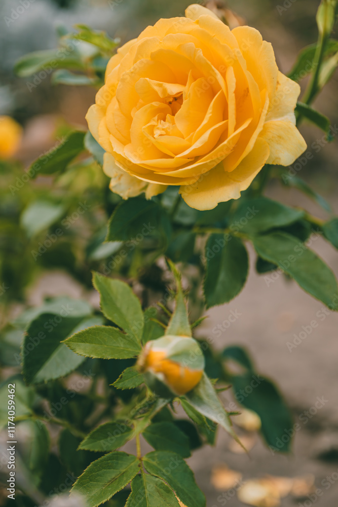Close-up of a vibrant yellow rose in full bloom on a green stem with leaves against a blurred natural background. Perfect for floral designs or nature concepts.
Close-up of a vibrant yellow rose in full bloom on a green stem with leaves against a blurred natural background. Perfect for floral designs or nature concepts.