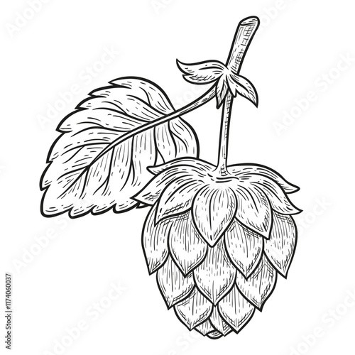 Hops cone plant for beer brewing, Humulus lupulus garden branch with seed, leaf botanical line sketch. Natural brewery, craft malt lager, ale drink food ingredient. Hand drawn retro engraving. Vector