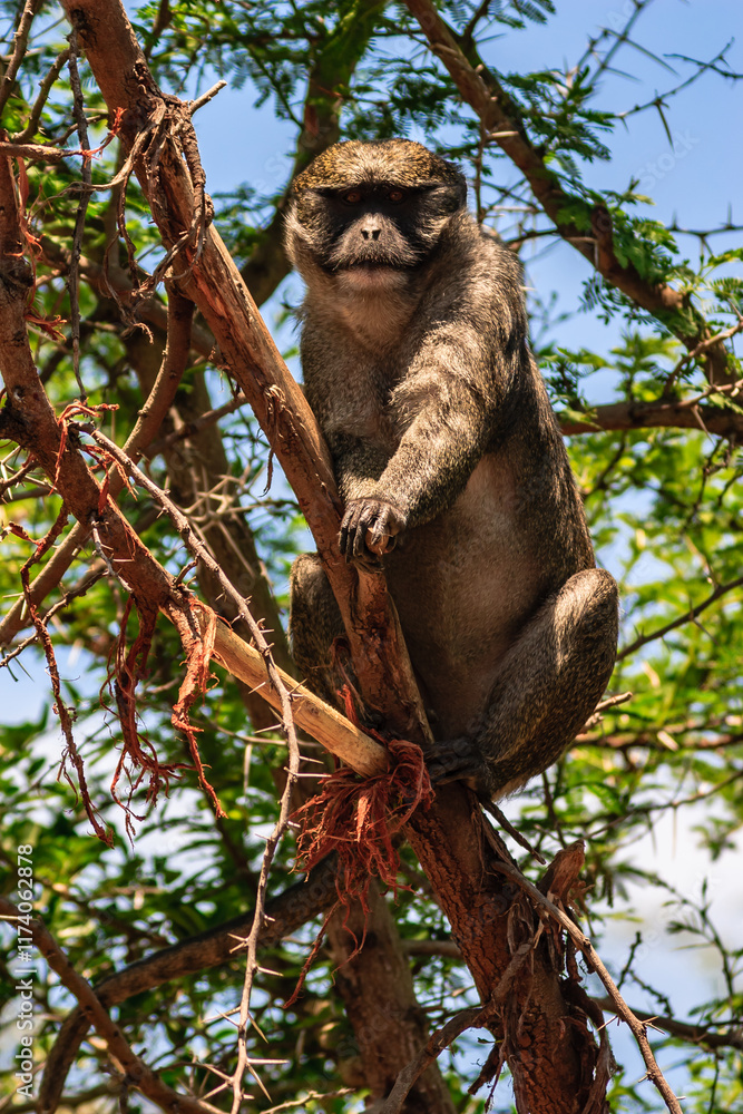 Obraz premium A monkey is sitting on a tree branch