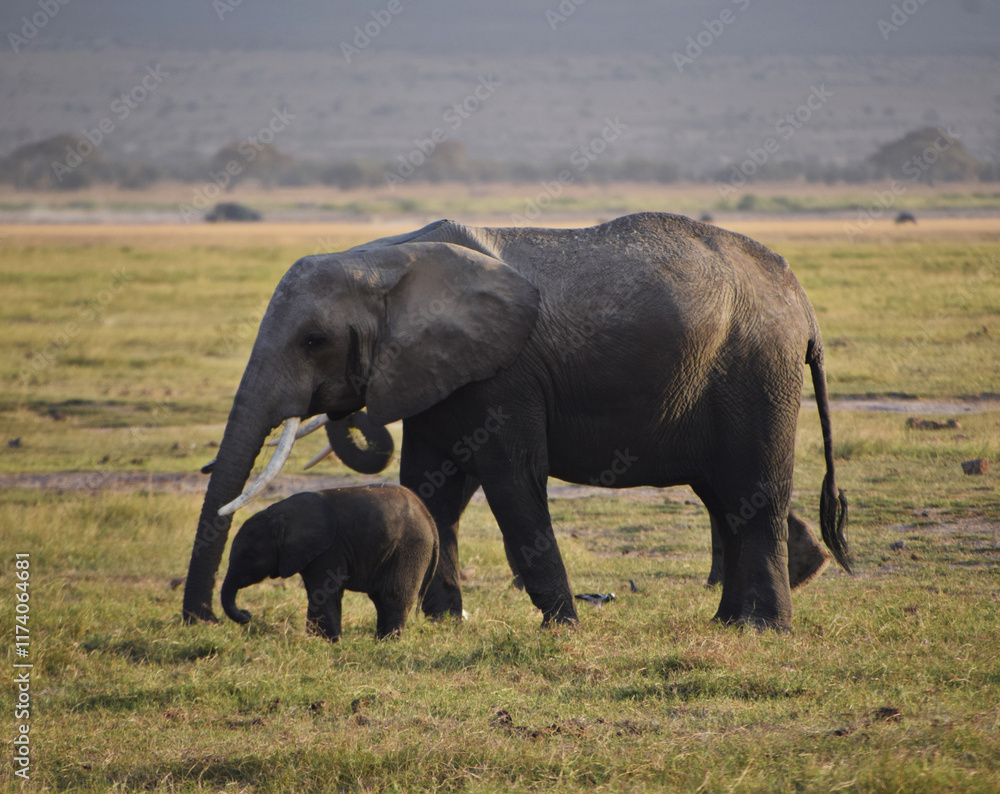 Fototapeta premium elephant and its baby