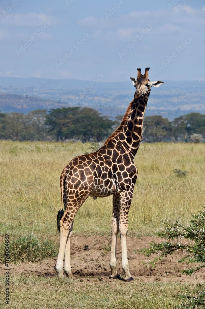 Obraz premium giraffe