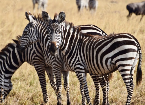 zebra in the wild