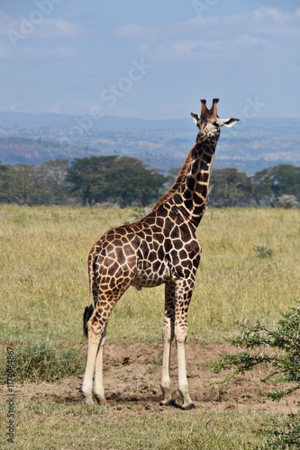 giraffe