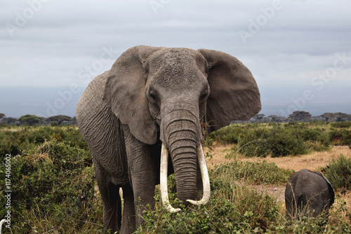 elephant