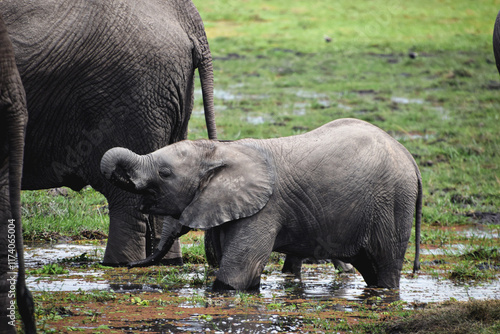 baby elephant in the water