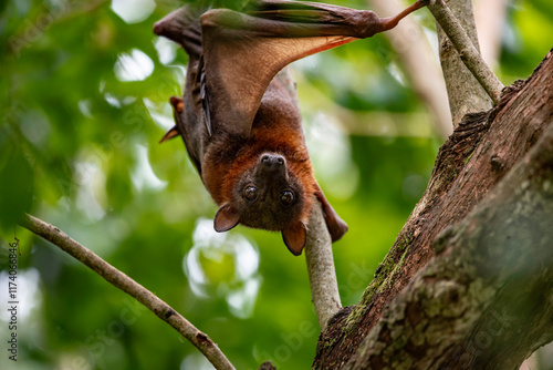 Flying fox close up