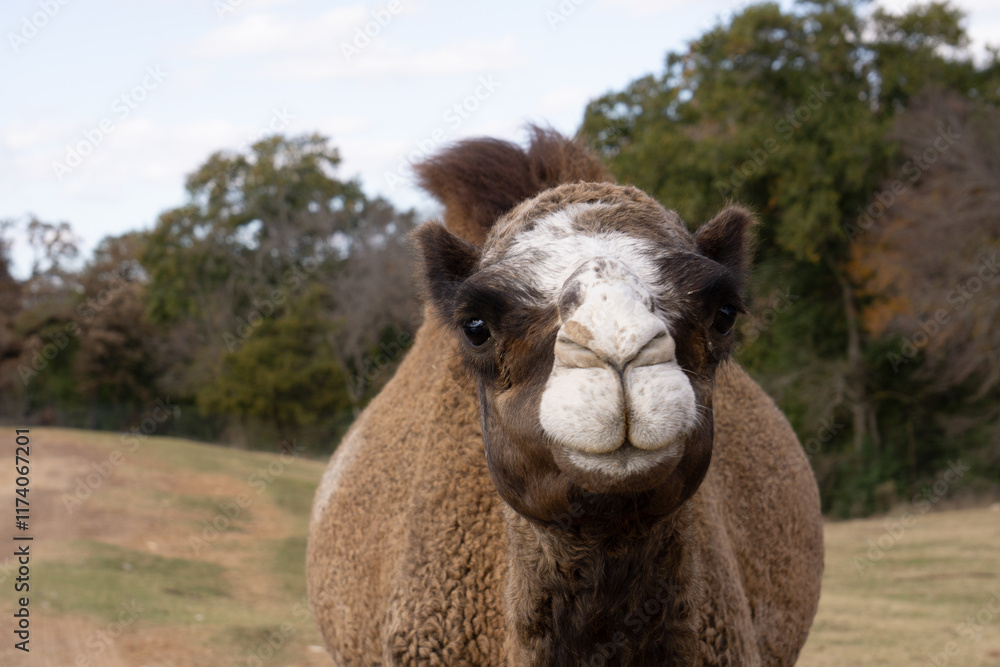 Obraz premium Close-Up of a Curious Camel in a Scenic Outdoor Setting