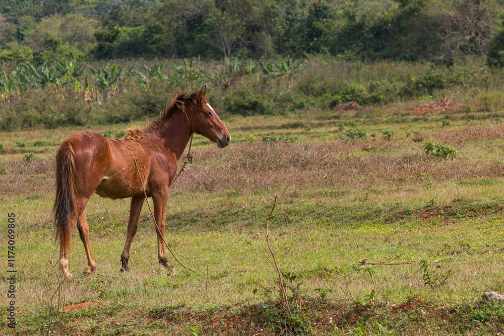 Cuba, Vinales Valley, Tobacco plantation. Horse. 2016-04-08 Cuba, Vinales Valley, Tobacco plantation. Horse. 2016-04-08