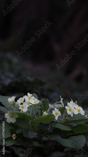 Beautiful Flowers On Forest Floor Surrounded by Foliage and Grass with a Dark Background