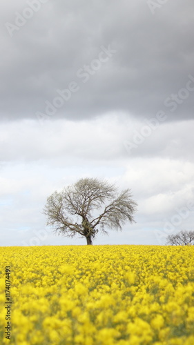 Tree Surrounded by Infinite Field of Yellow Flowers