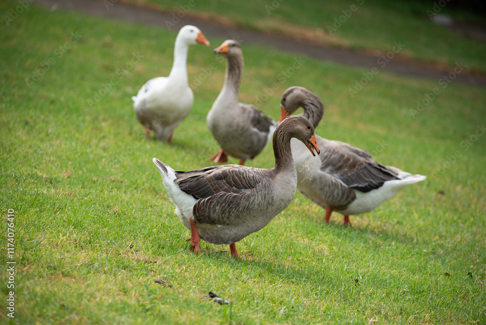 Flock of Geese Flock of Geese
