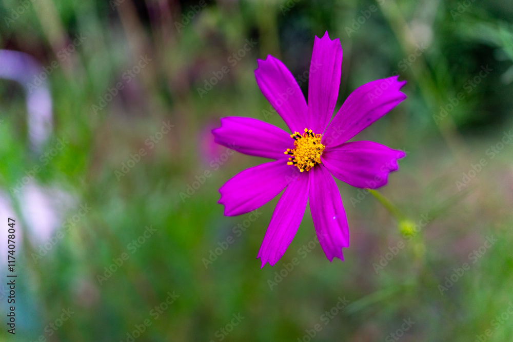 Vibrant pink flower stands tall in a natural setting during daylight hours Vibrant pink flower stands tall in a natural setting during daylight hours