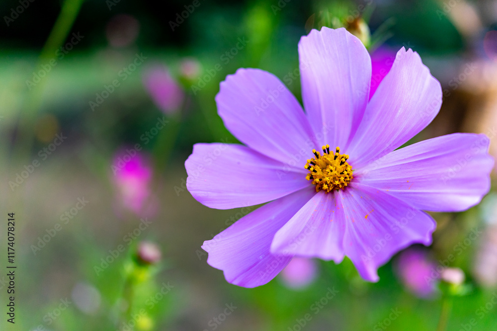 Beautiful purple flower in a vibrant garden during the sunny afternoon Beautiful purple flower in a vibrant garden during the sunny afternoon