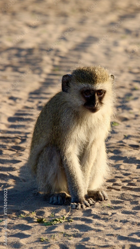 Obraz premium monkey in chobe nation park