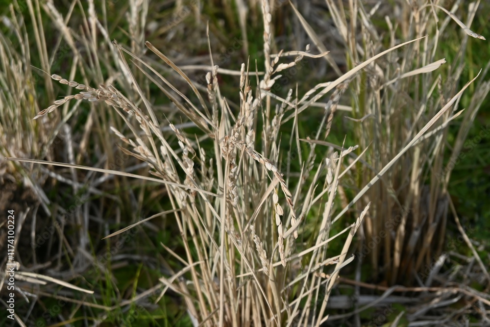 A view of a rice field in winter with rice stalks still standing. Agriculture-related background material. A view of a rice field in winter with rice stalks still standing. Agriculture-related background material.