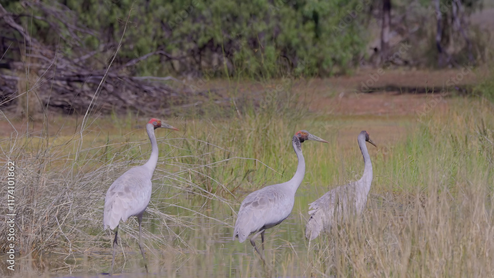 family of brolgas walking in a wetland near eulo family of brolgas walking in a wetland near eulo